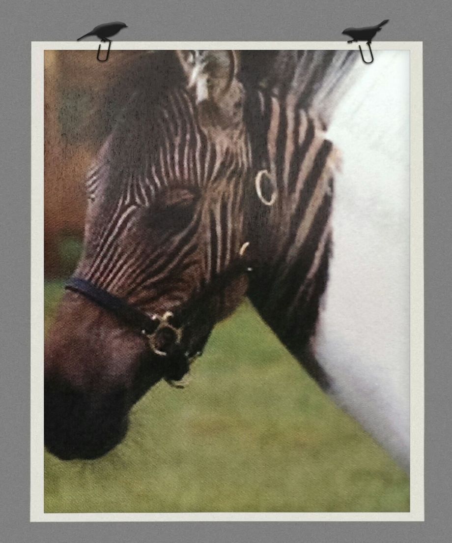 Når nu moder Zebra og fader Hest forelsker sig, skal der da leges lidt med farverne og striberne = resultatet er Eclyse 